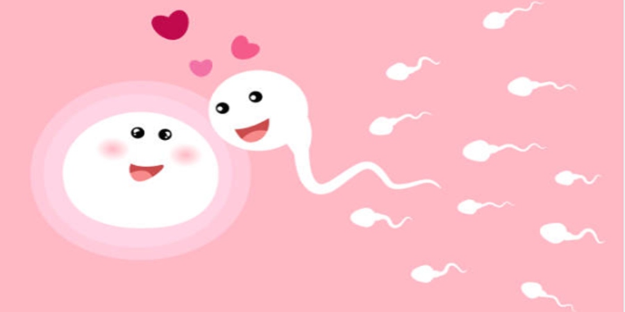 O esperma se move para o ovo em grupos/Cortesia Editorial PixabayiStock